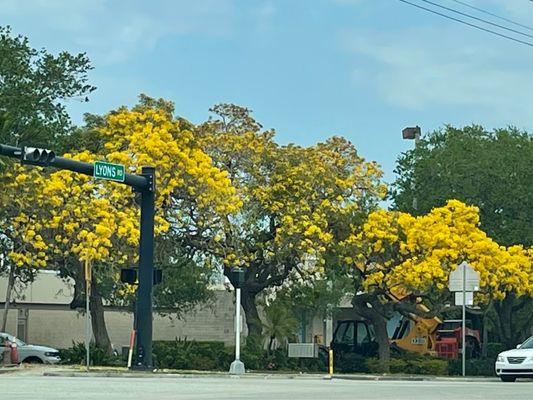 Trees down the street