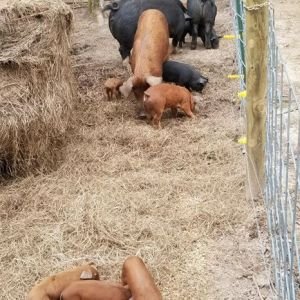 Duroc (Piglets)