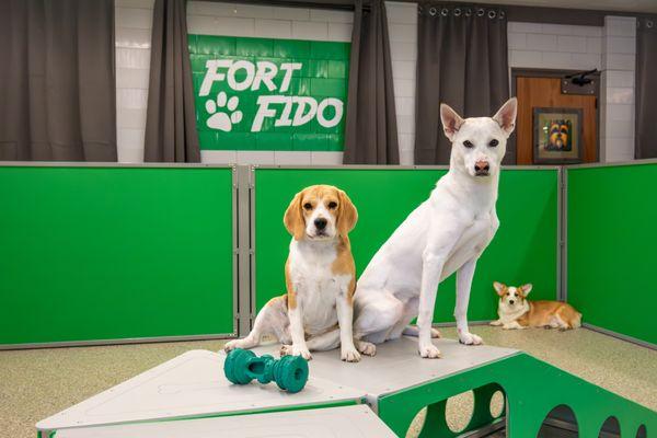 Fort Fido Puyallup - Medium Dog Program