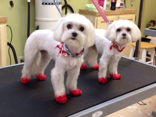 Rusty and Bubbles always support there team by getting all dolled up for opening day. Go Reds!