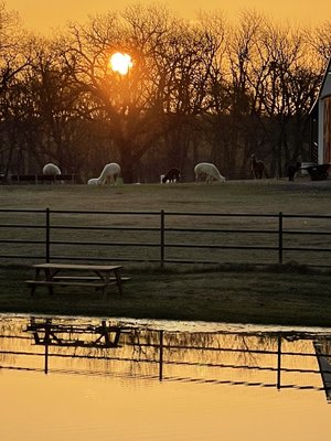 View of our pond and alpacas from our porch.