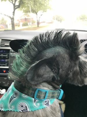 Pretty Pup has the sweetest and most talented groomers. Loved on my dog for 12 years. Bekah knows how to make a mean Mohawk!