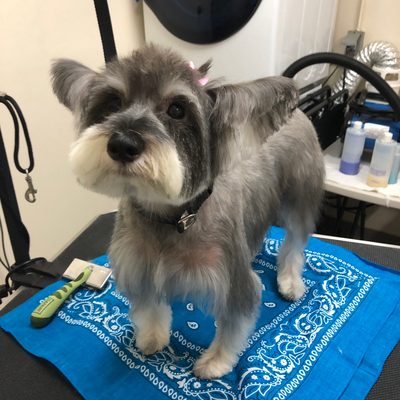 Grooming done by our amazing groomer Jasmine