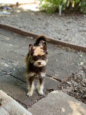 Terrier natural coat