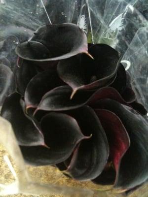 Black Calla Lilies