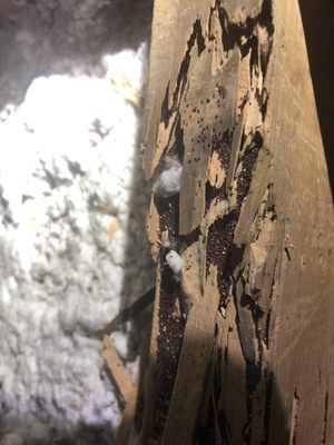 Termite damage