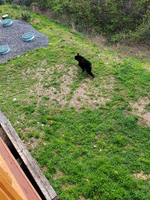 The black bear behind the cabin