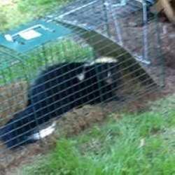 Trapped Skunk