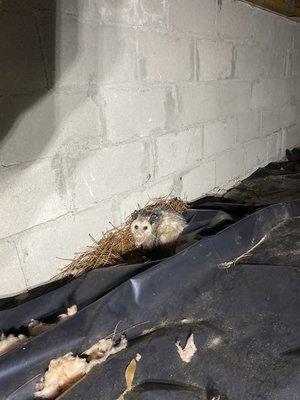 Opossum in the crawlspace! Great Monday morning surprise!