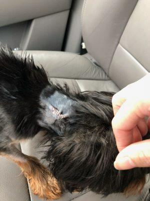 This is the result of a grooming session at this establishment on Jan 11 2018. Not a knick, but a deep wound that required STAPLES to close!