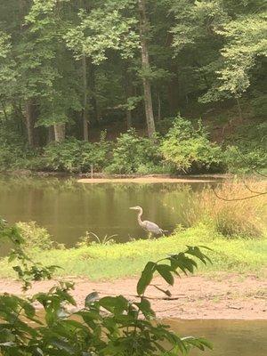 Great blue heron