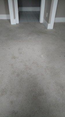 Abracadabra Carpet Cleaning