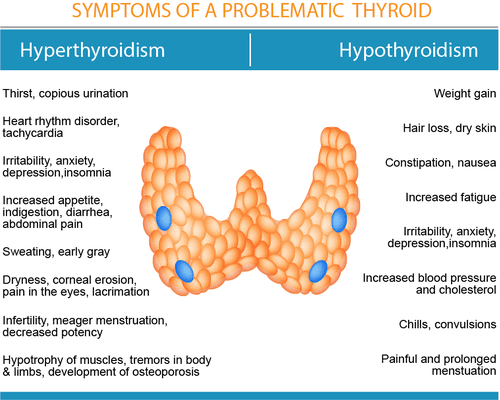 Thyroid Hormone balance is essentially for energy, weight maintenance, enhanced mood and memory, and so much more!