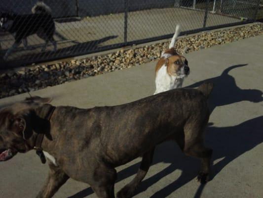 Doggy playcare pups having fun!!