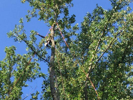 tree cutting