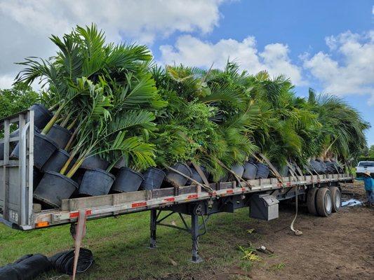 Palm Empire Nursery