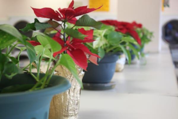 Poinsettas and potted plants everywhere. Adds some color, makes it nice.