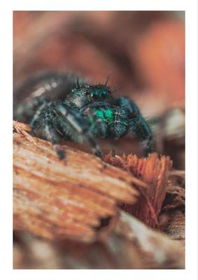 Jumping spider hanging out in my garden!