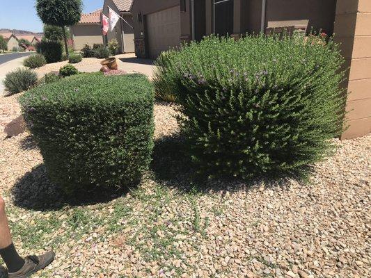 Call/text (435) 703-3264 for free estimate. Bush Trimming