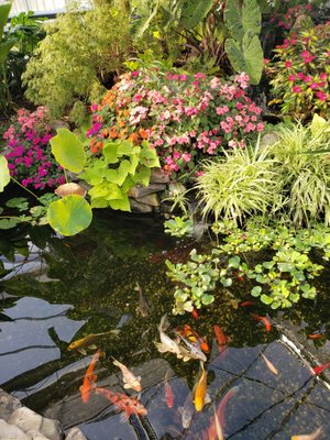 Koi pond