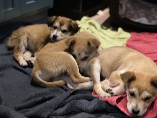 The first day we had them before they got baths. They were so, so tired