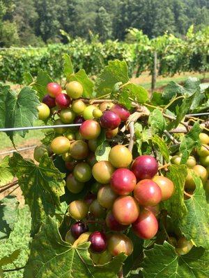 Muscadine grapes in the vineyard.