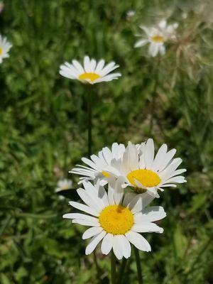 I'm one that appreciates the wildflowers.