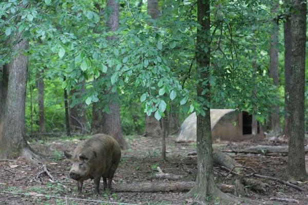 Cane Creek Farm raises various pork breeds, all of which have great flavor from lives on pasture & in woods, & diverse diets.