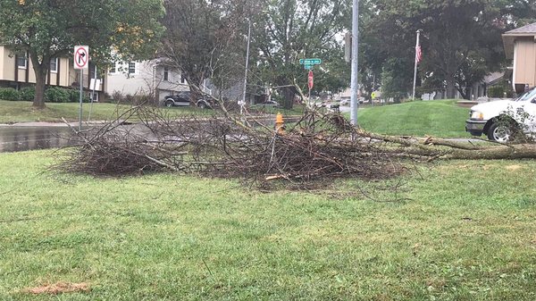 Limbs and brush from tree removal