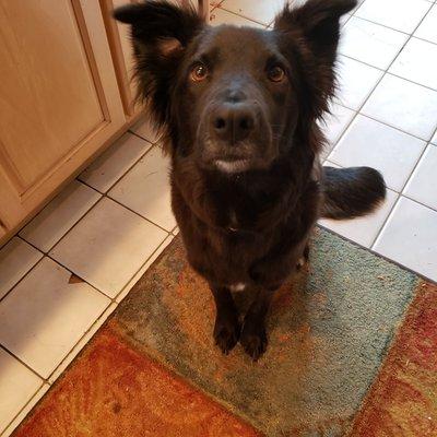 Tessa practicing her sit-stay