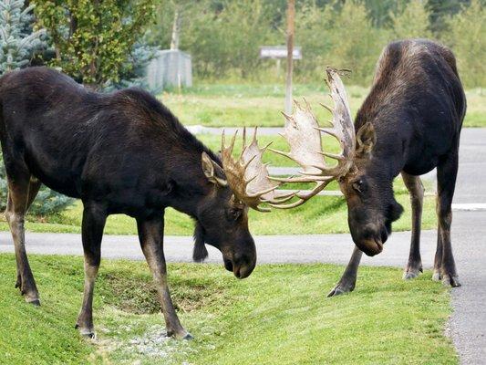 Just another day at church in Jackson Hole