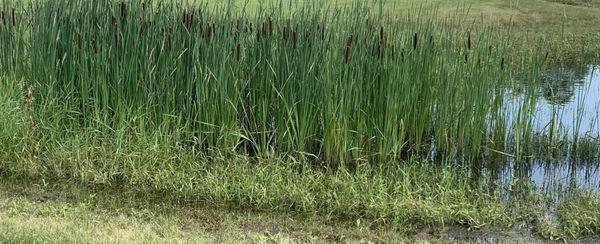 Cattails near pond