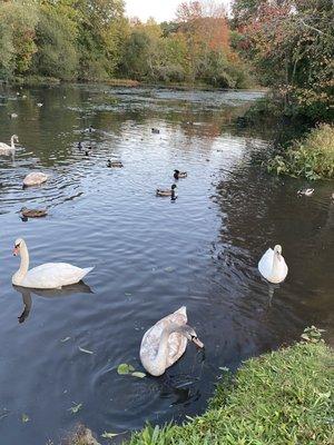 The White Swans & Ducks in the Water @ Jenney Pond Park in Plymouth MA. Fall of 2020