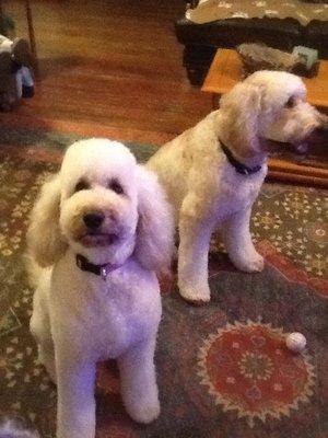 Daisy and Biscuit the only place we will always go  to yuppie puppy we have tried 5 other groomers from Summerville to mt pleasant