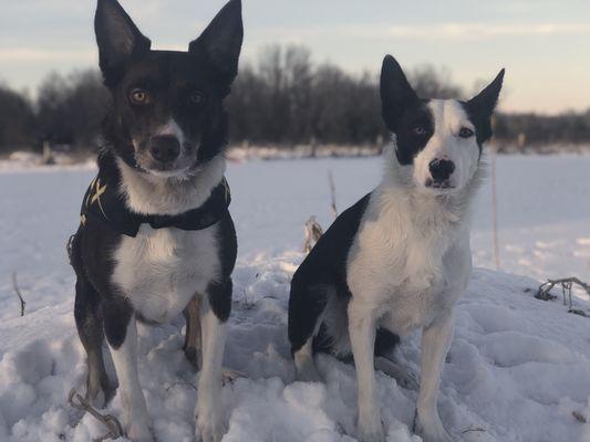 Our demo dogs, Colt and Kovu