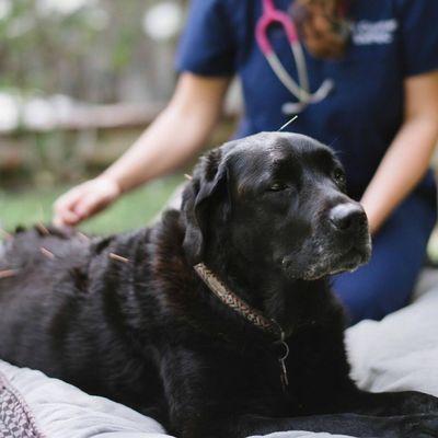 Arthritic dogs improve with acupuncture treatments!