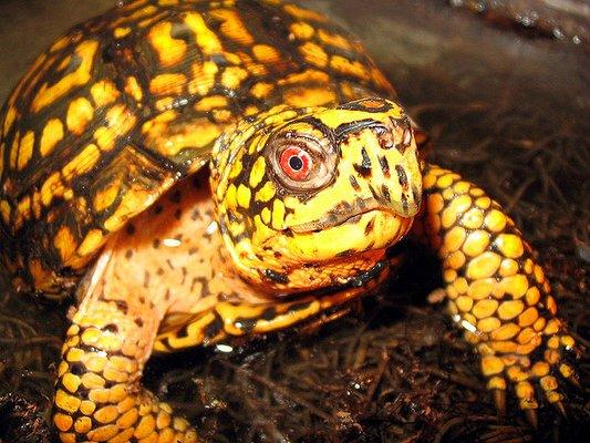 Eastern box turtle