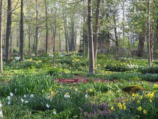 Spring in the shade garden