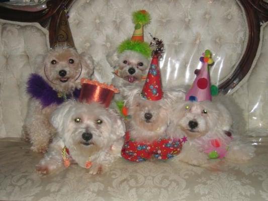 party animals. custom made hats & bone bibs for pets