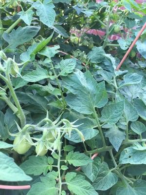 The Roma tomato plants we got are insane!