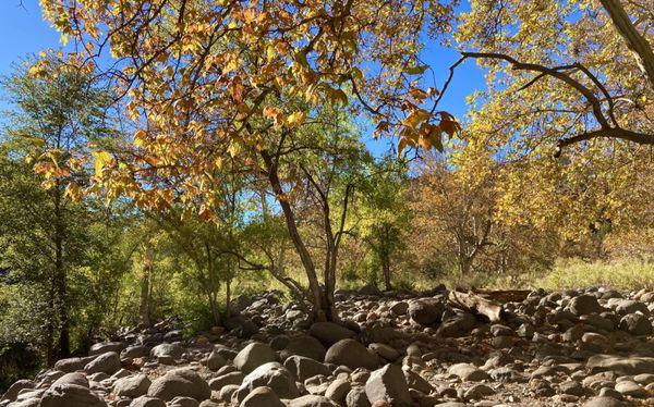 October leaves