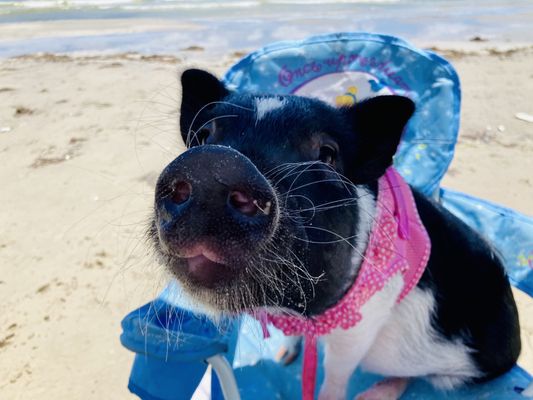 Brook at the beach