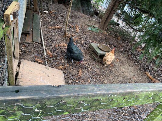 Resident chickens