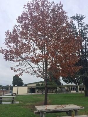 Zeyen Elementary School