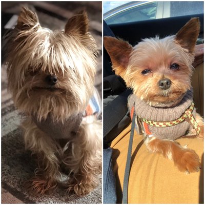 Before and after of Toby. It was like from rock to posh the glow up was very real. They did marvelous work with his hair.