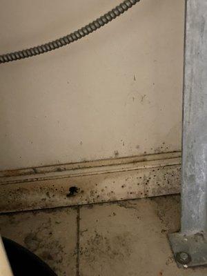 Mold in my utility room where the air intake for the HVAC is