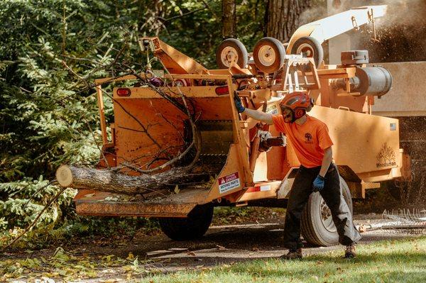 Alex safely operating the chipper for clean Ash tree disposal.