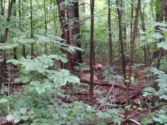 Wildlife in nature preserve - three bucks and a doe.