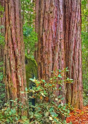 Redwoods