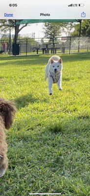 A friend from the cove, jumping.